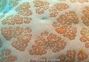 Sea star's skin by Philippe Brunner 